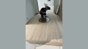 WC Hardwood Flooring
